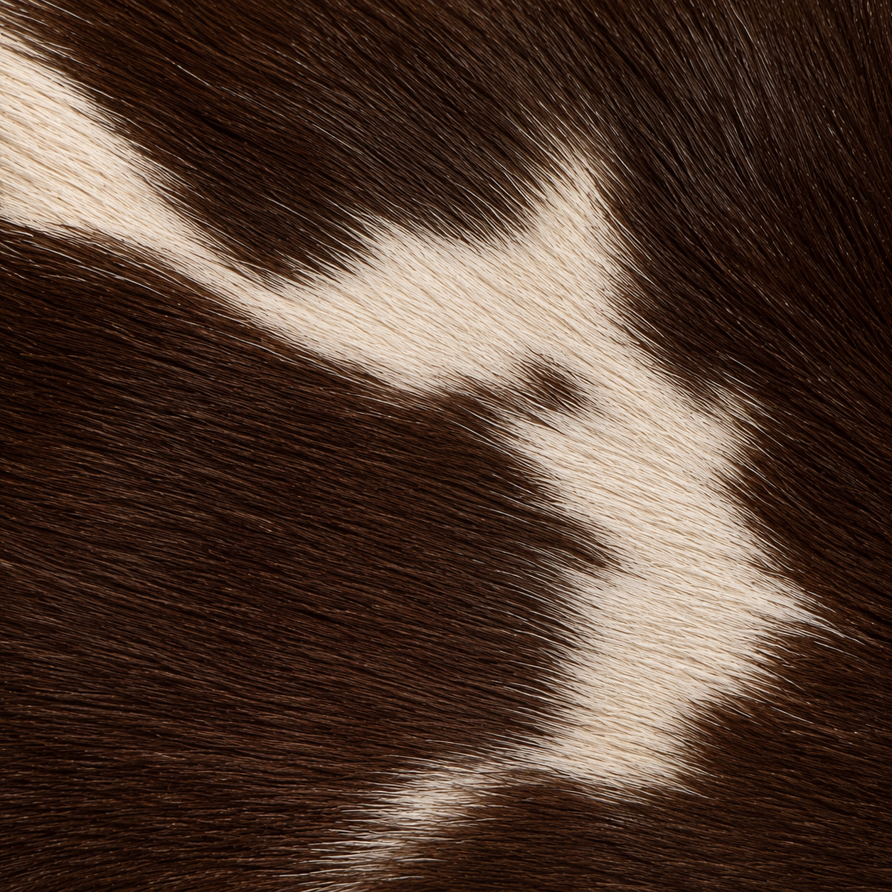 VACA.png