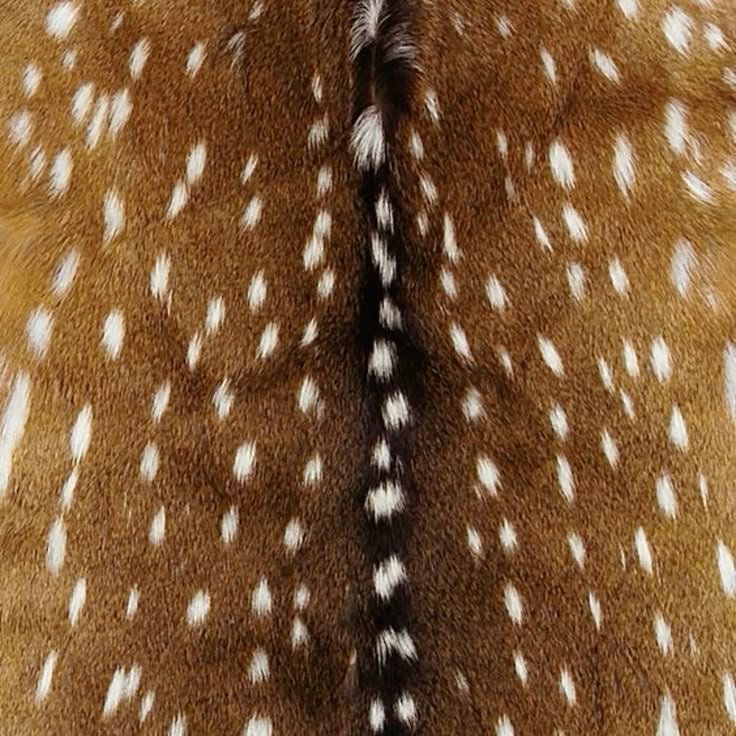 deer_pattern.jpg